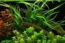 Cryptocoryne Balansae